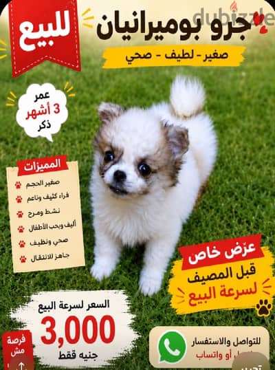 بوميرانيان صغير للبيع – أليف وجاهز لبيت جديد