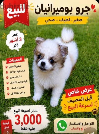 فرصة للبيع السريع – جرو بوميرانيان جميل جدً