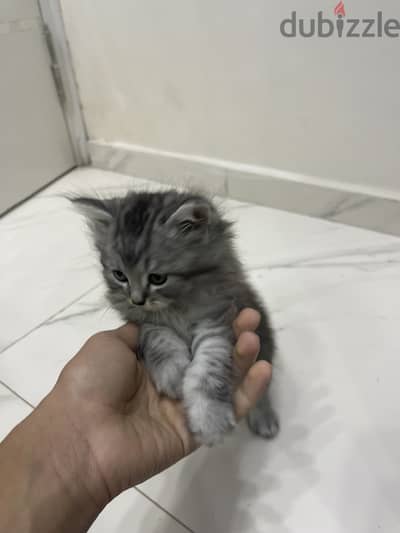 قطه شيرازي