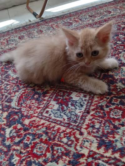 Garfield - Himalayan Kitten