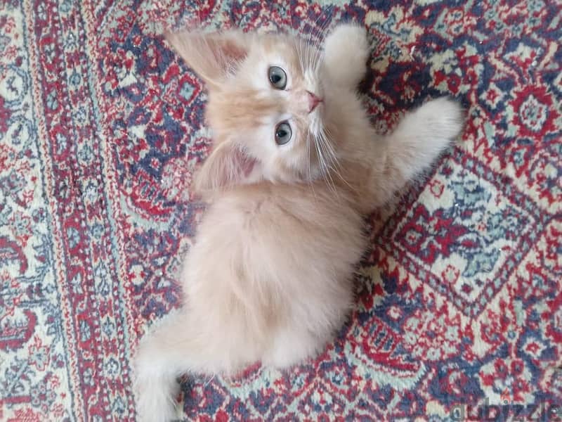 Garfield - Himalayan Kitten 1