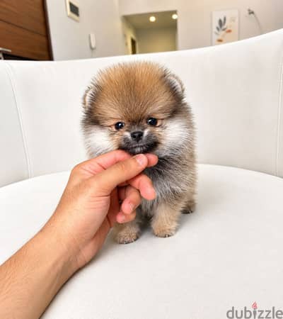 Pomeranian puppy بومرينيان