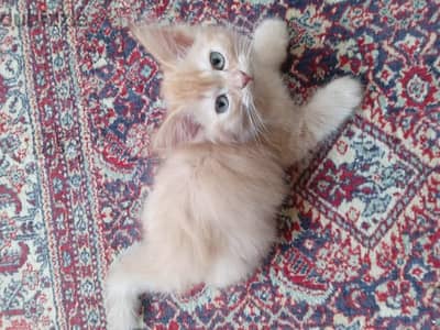 Himalayan Kittens