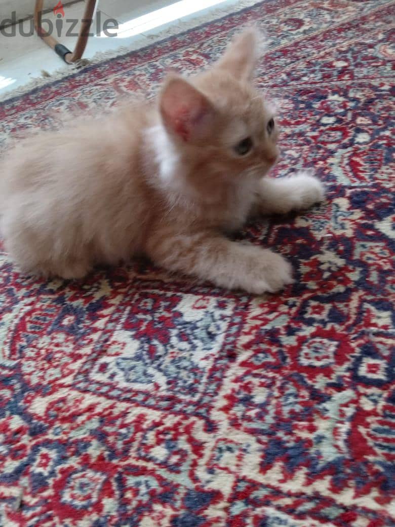 Himalayan Kittens 3
