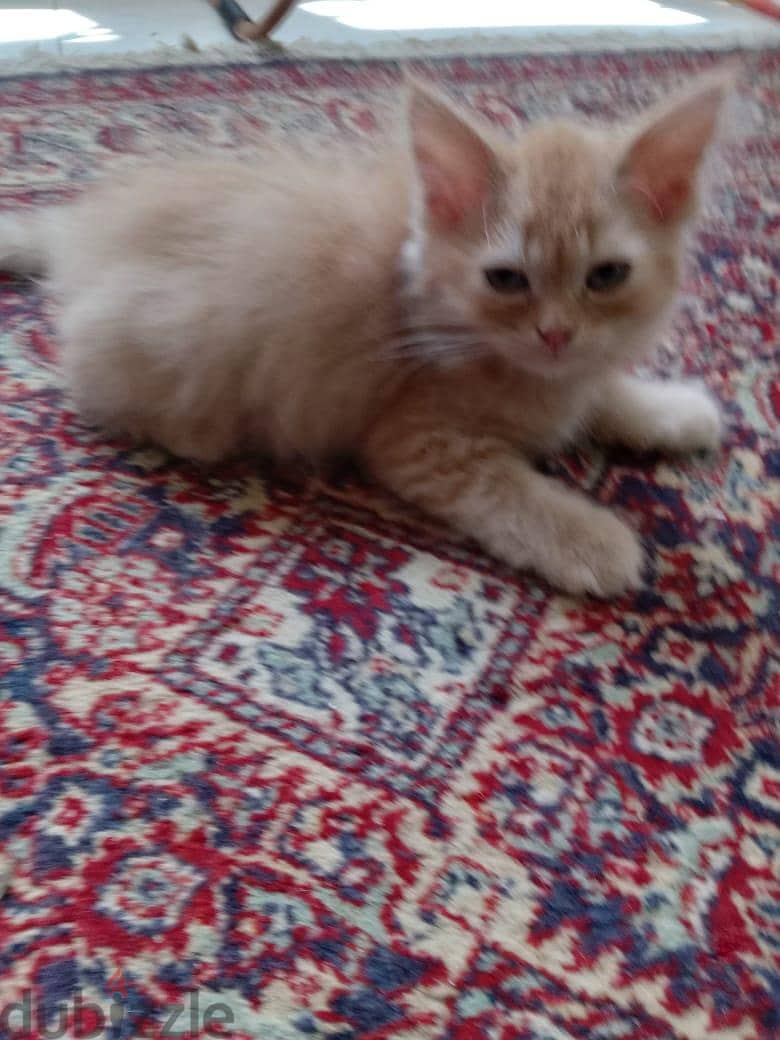 Himalayan Kittens 4