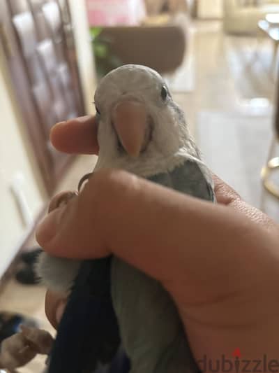 Quaker Parrot أنث