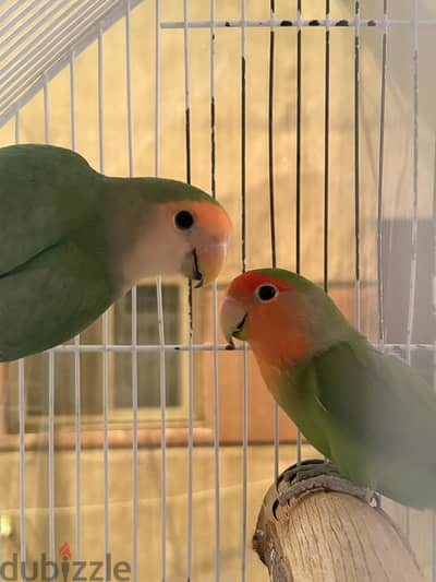 قص rose lovebirds