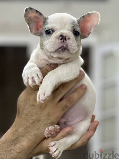 French bulldog puppy فرنش بولدوج