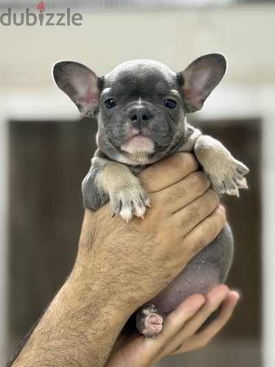 French bulldog puppy فرنش بولدوج