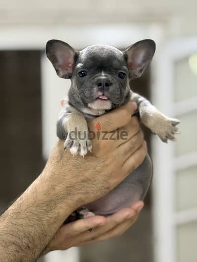 French bulldog puppy فرنش بولدوج