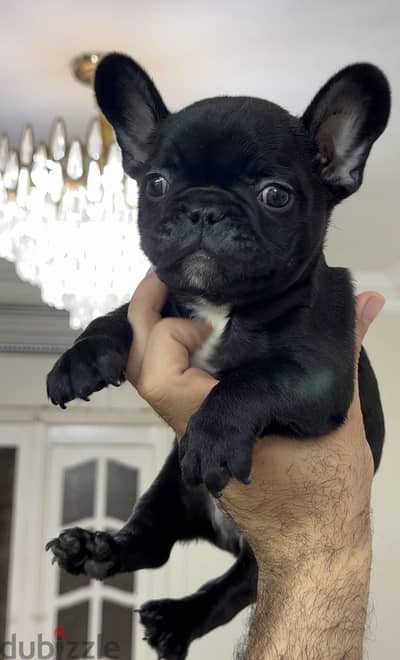 French bulldog فرنش بولدوج