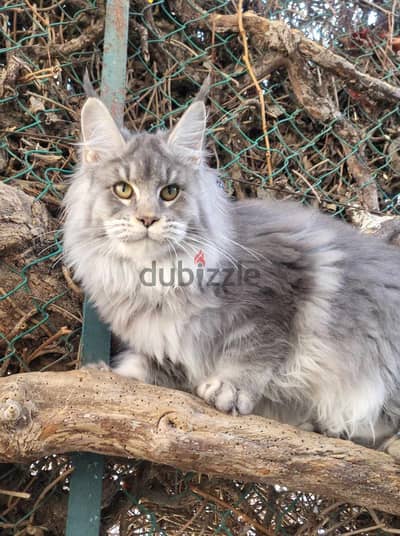 Young adult female Maine coon