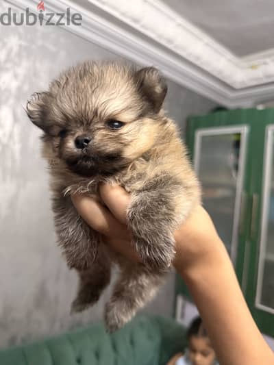 Pomeranian puppy بومرينيات