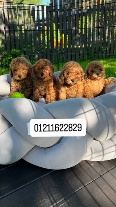 toy poodle puppies بودل