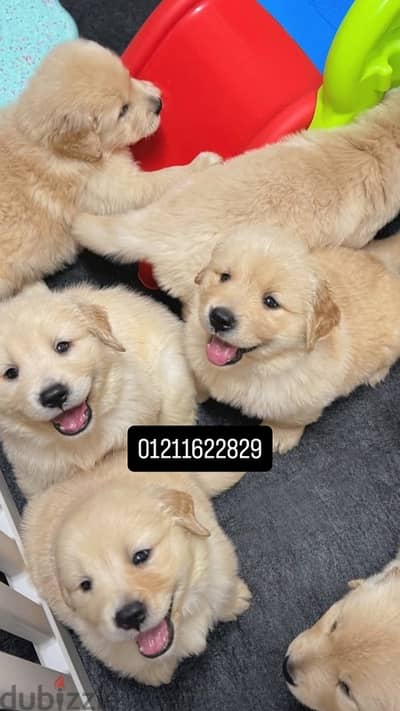 golden retriever puppies جراوي جولدن