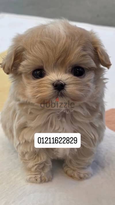 maltipoo puppies مالتيبو