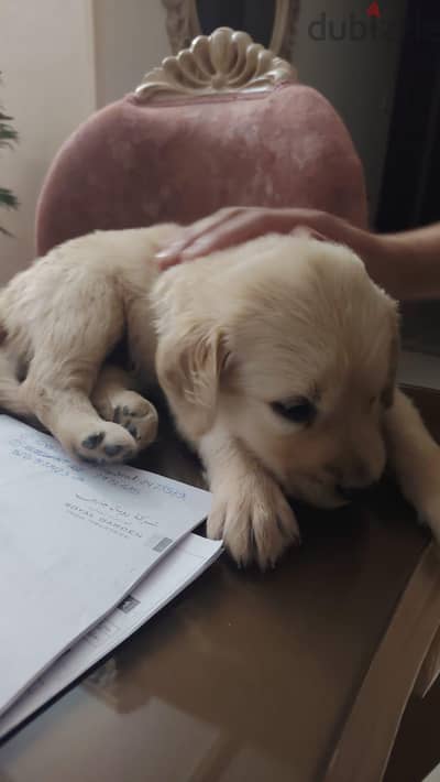 golden retriever