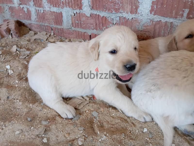 golden retriever 1
