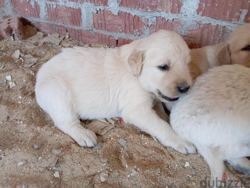 golden retriever 2