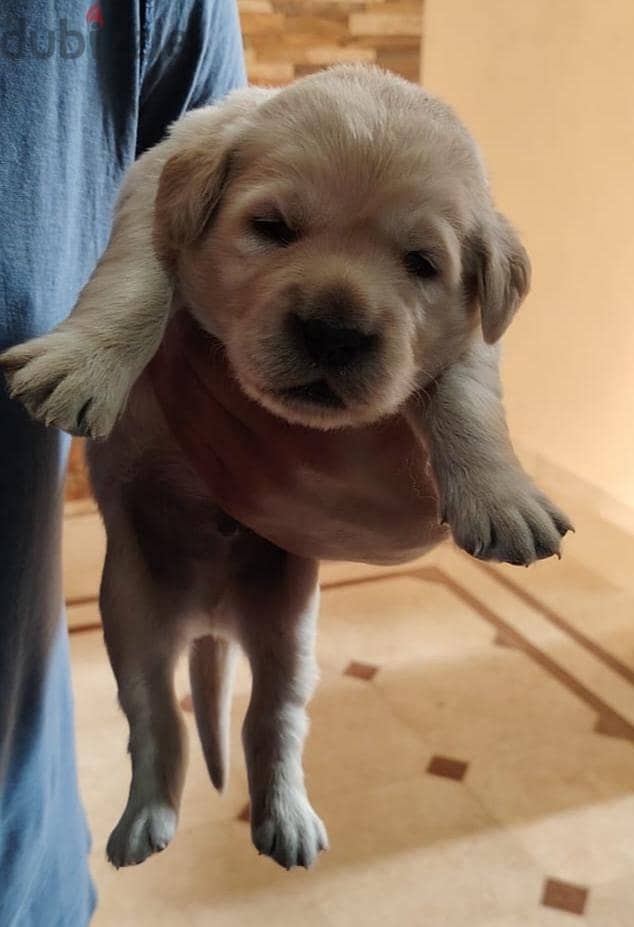 golden retriever 3