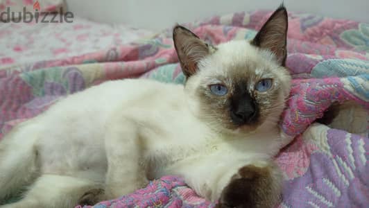 قطة سيامي Siamese cat