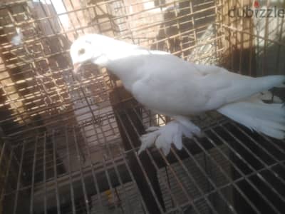 حمام .
