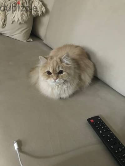 للبيع