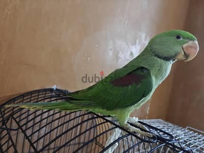 درة امريكي