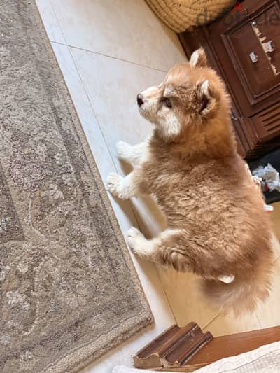 Red Husky ling hair
