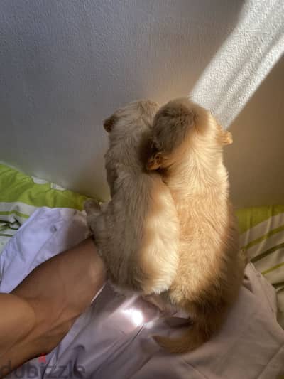 Golden retriever جولدن رتريفر