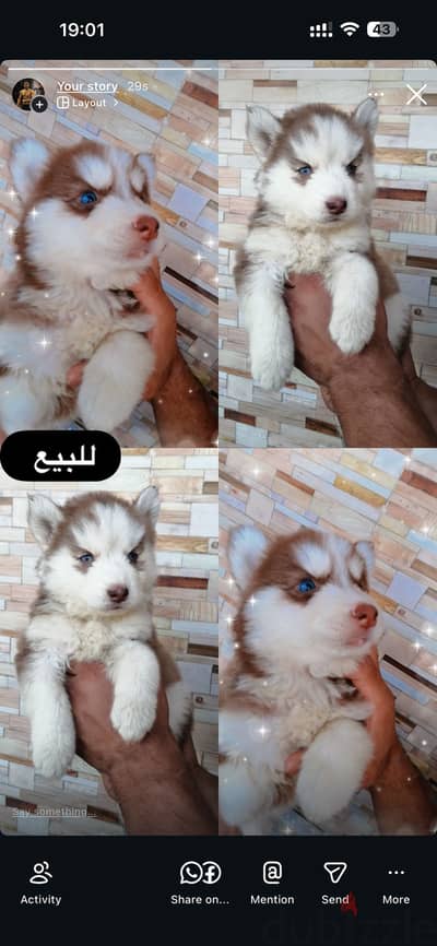 جرو هاسكي husky