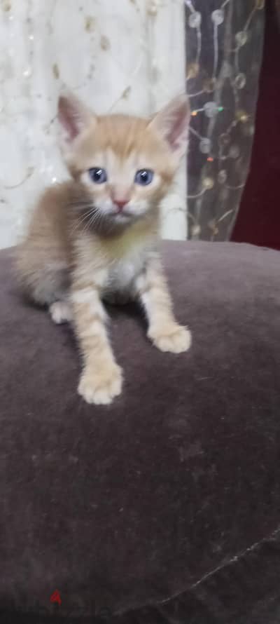 إمبابة الجيزة
