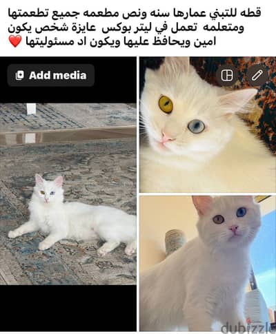 قطة للتبني