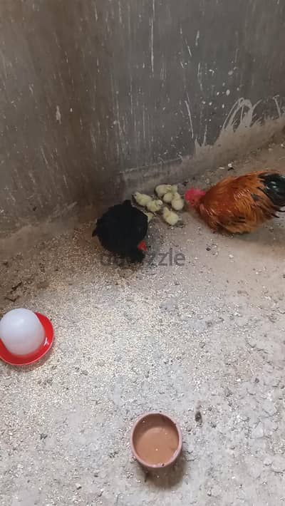 فراخ كوشن قذم
