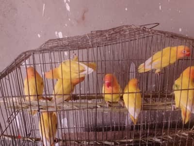 فيشر لاتيني