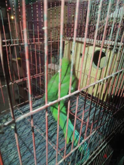 درة هندى