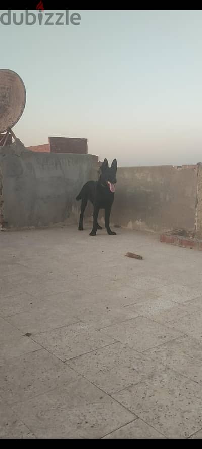 بنت مالينو دارك ٤ شهور