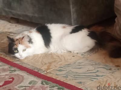 قطة رومي عمرها سنة متجوزتش