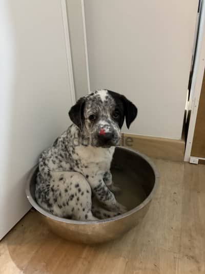 Dalmatian male puppy