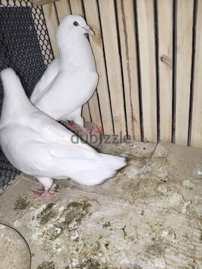 قص حمام لاحم فرنسي للبيع
