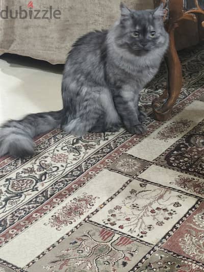 قط شيرازي للتبني