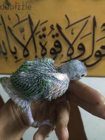 فرخ دره