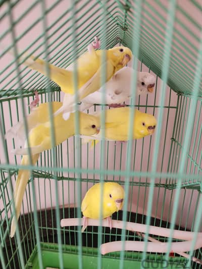 طيور بادجي اناث