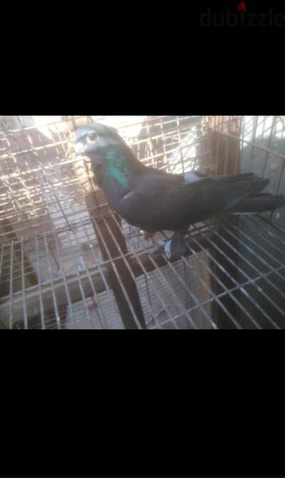 حمام .