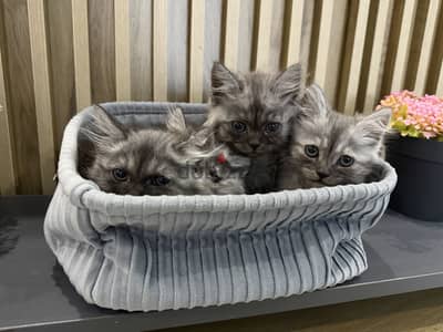 Persian cat