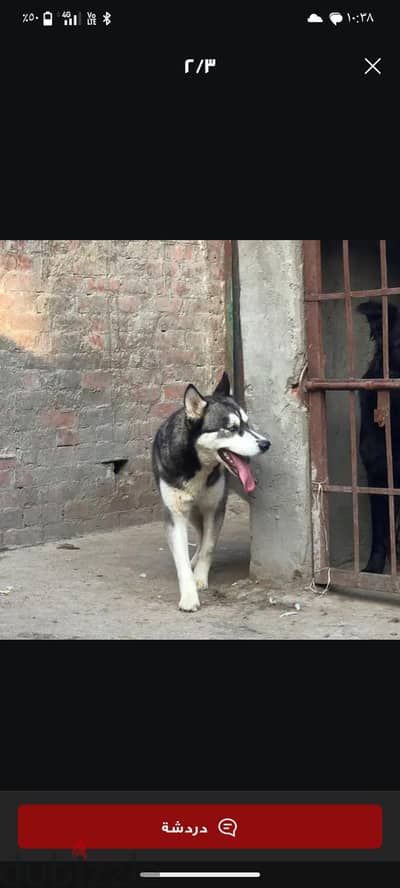 اسكندرية  بحري