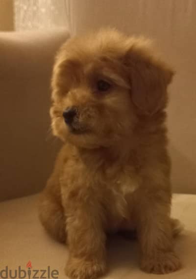 maltipoo & poodle