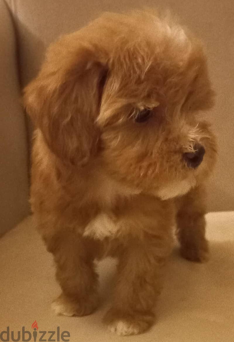 maltipoo & poodle 1