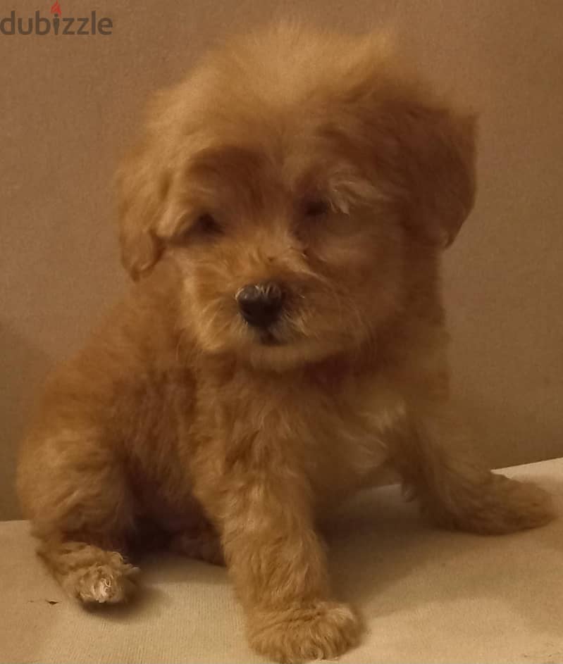 maltipoo & poodle 2