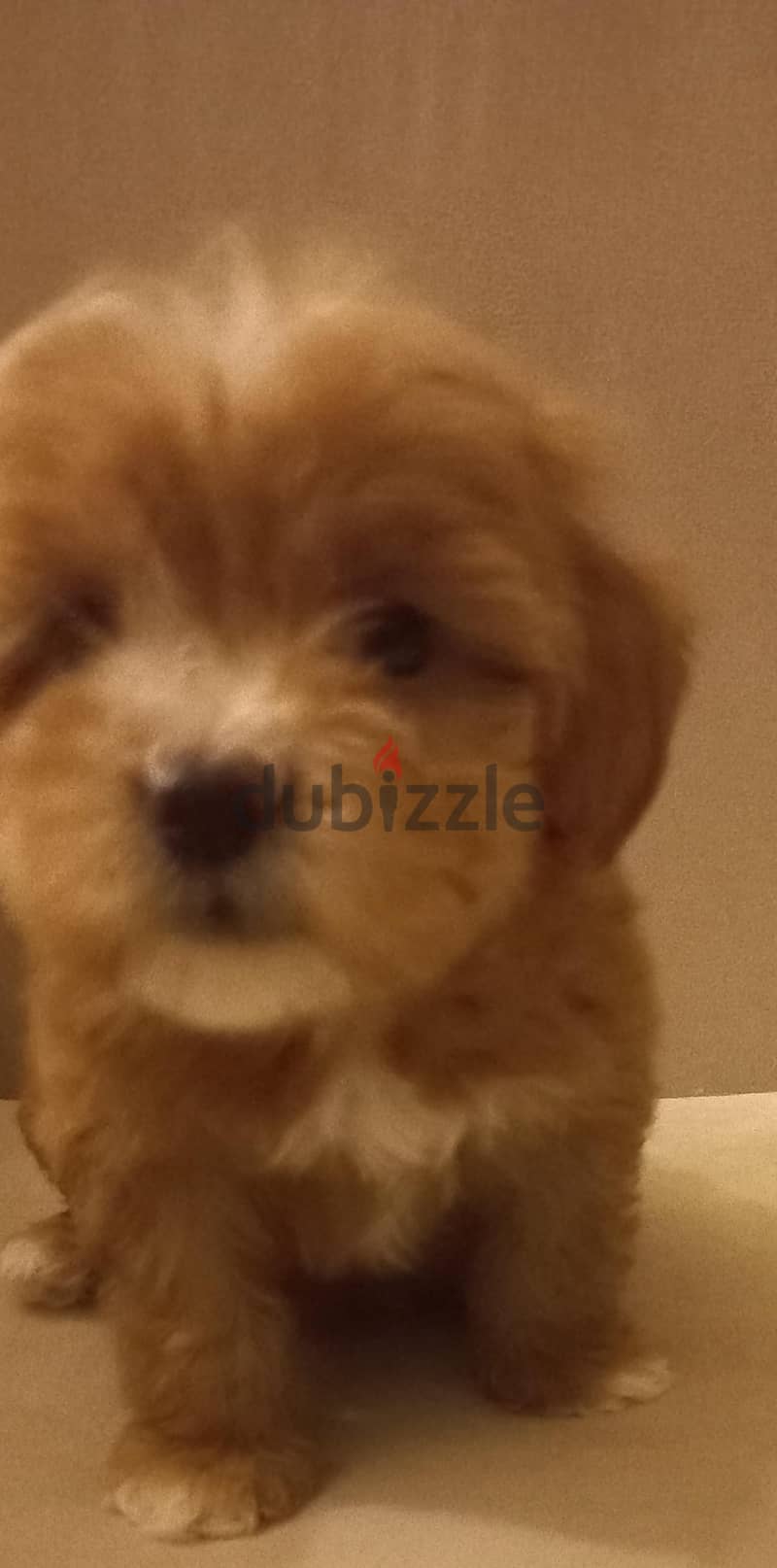 maltipoo & poodle 3